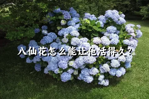 八仙花怎么能让他活得久？