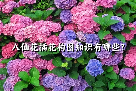 八仙花插花构图知识有哪些？