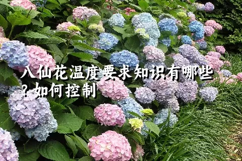 八仙花温度要求知识有哪些？如何控制