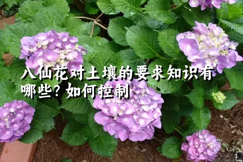 八仙花对土壤的要求知识有哪些？如何控制