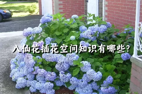 八仙花插花空间知识有哪些？