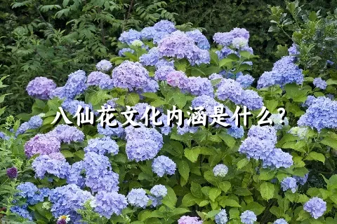 八仙花文化内涵是什么？