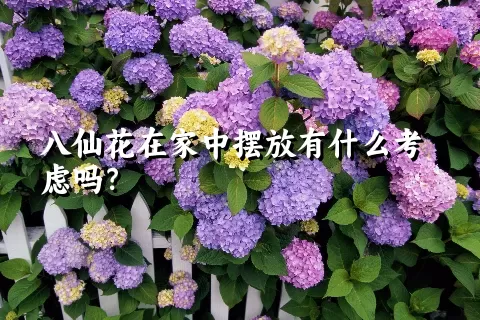 八仙花在家中摆放有什么考虑吗？