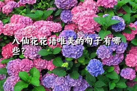 八仙花花语唯美的句子有哪些？