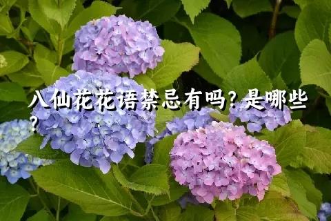 八仙花花语禁忌有吗？是哪些？