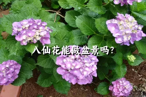 八仙花能做盆景吗？