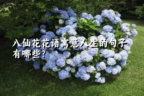 八仙花花语寓意人生的句子有哪些？