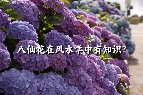 八仙花在风水学中有知识？