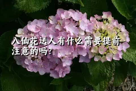 八仙花送人有什么需要提前注意的吗？