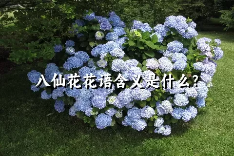 八仙花花语含义是什么？