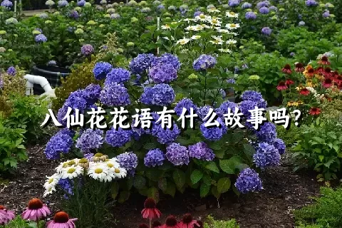 八仙花花语有什么故事吗？