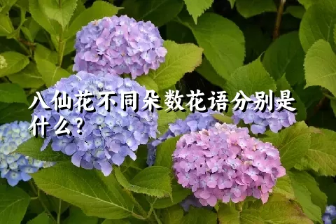 八仙花不同朵数花语分别是什么？