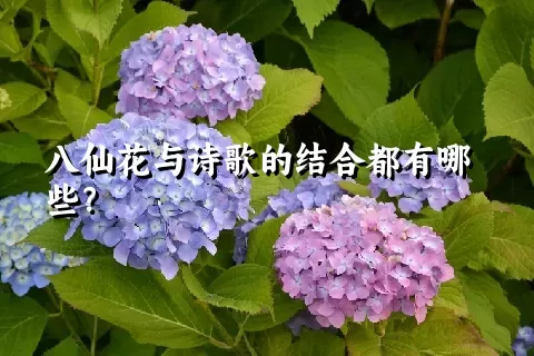 八仙花与诗歌的结合都有哪些？