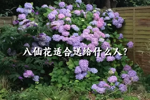 八仙花适合送给什么人？