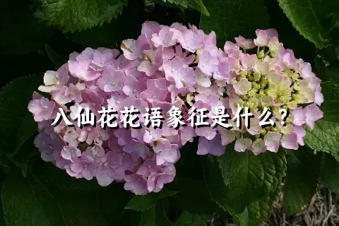 八仙花花语象征是什么？