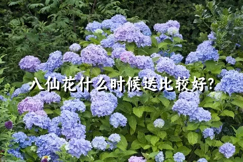 八仙花什么时候送比较好？