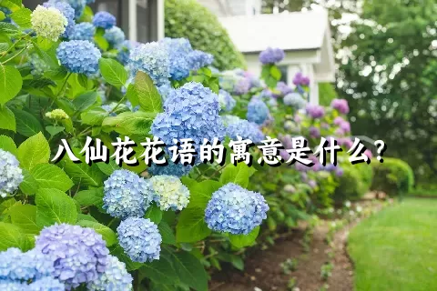 八仙花花语的寓意是什么？