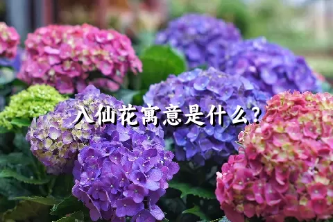 八仙花寓意是什么？