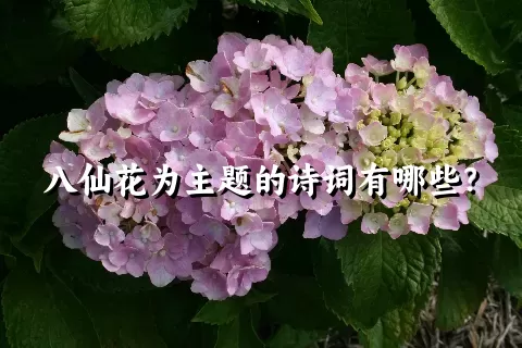 八仙花为主题的诗词有哪些？