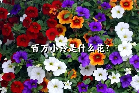 百万小铃是什么花？