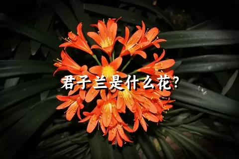 君子兰是什么花？