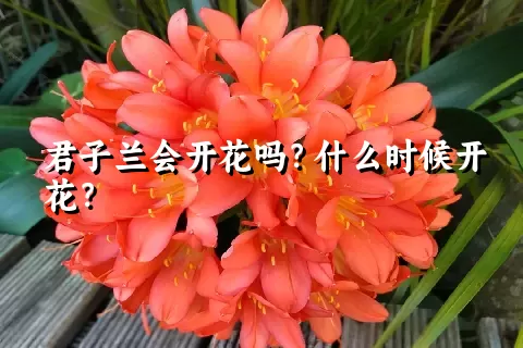 君子兰会开花吗？什么时候开花？