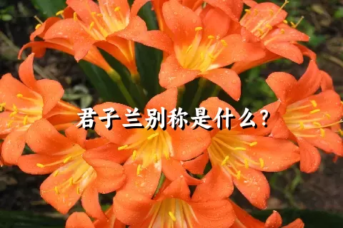 君子兰别称是什么？