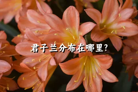 君子兰分布在哪里?