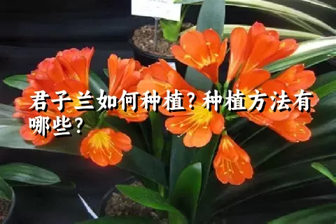 君子兰如何种植？种植方法有哪些？