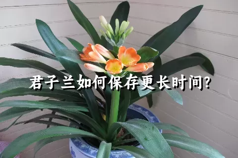 君子兰如何保存更长时间？