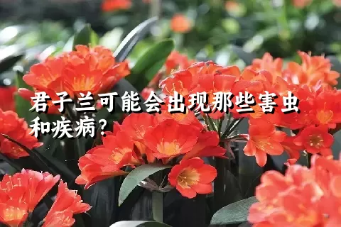 君子兰可能会出现那些害虫和疾病？