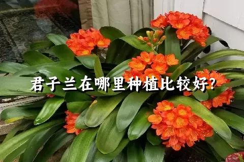 君子兰在哪里种植比较好？