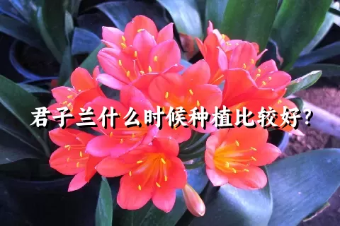 君子兰什么时候种植比较好？