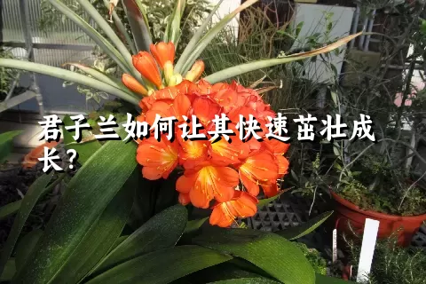 君子兰如何让其快速茁壮成长？