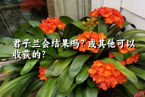 君子兰会结果吗？或其他可以收获的？