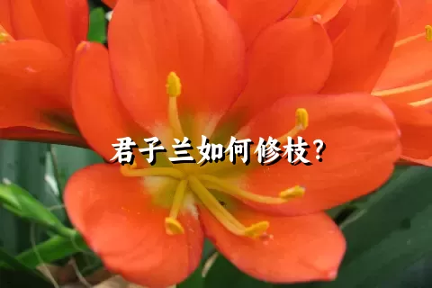 君子兰如何修枝？