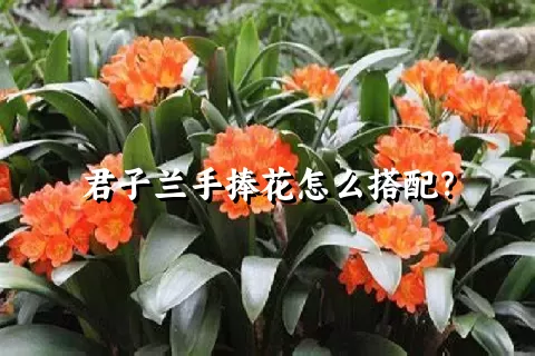 君子兰手捧花怎么搭配？