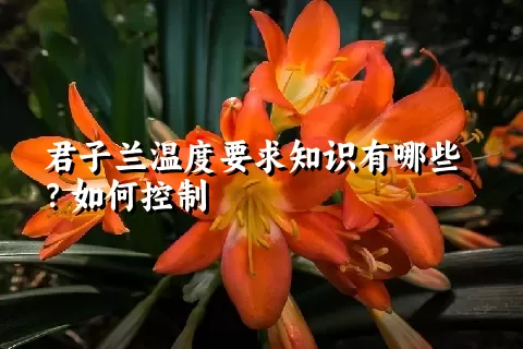 君子兰温度要求知识有哪些？如何控制