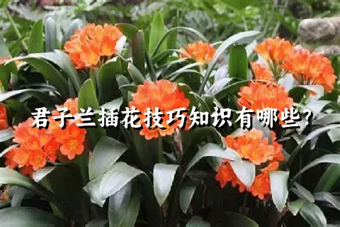 君子兰插花技巧知识有哪些？