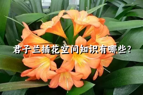 君子兰插花空间知识有哪些？