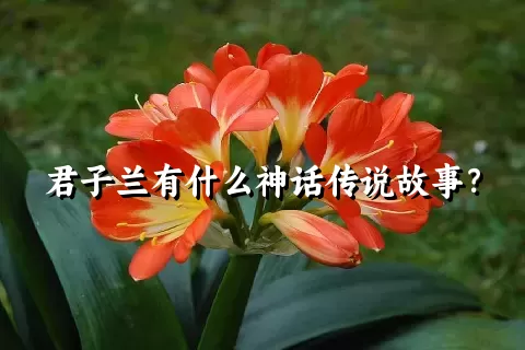 君子兰有什么神话传说故事？