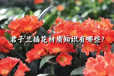 君子兰插花材质知识有哪些？