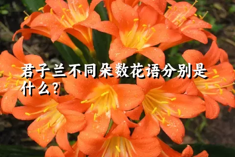 君子兰不同朵数花语分别是什么？