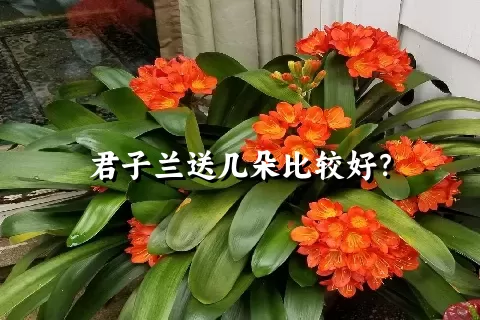 君子兰送几朵比较好？