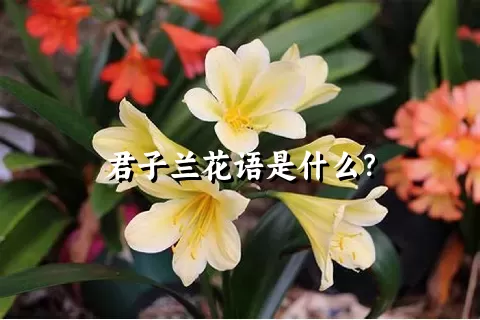 君子兰花语是什么？