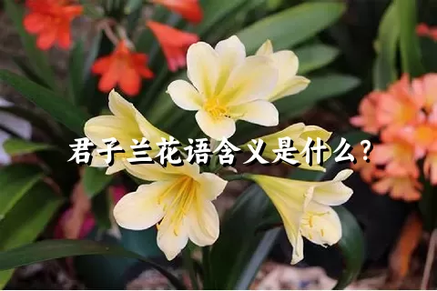 君子兰花语含义是什么？