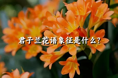 君子兰花语象征是什么？