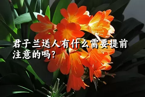 君子兰送人有什么需要提前注意的吗？