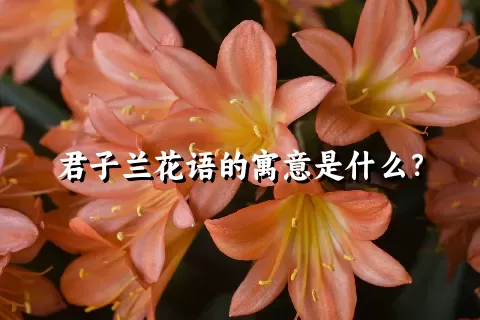 君子兰花语的寓意是什么？