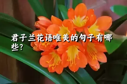 君子兰花语唯美的句子有哪些？